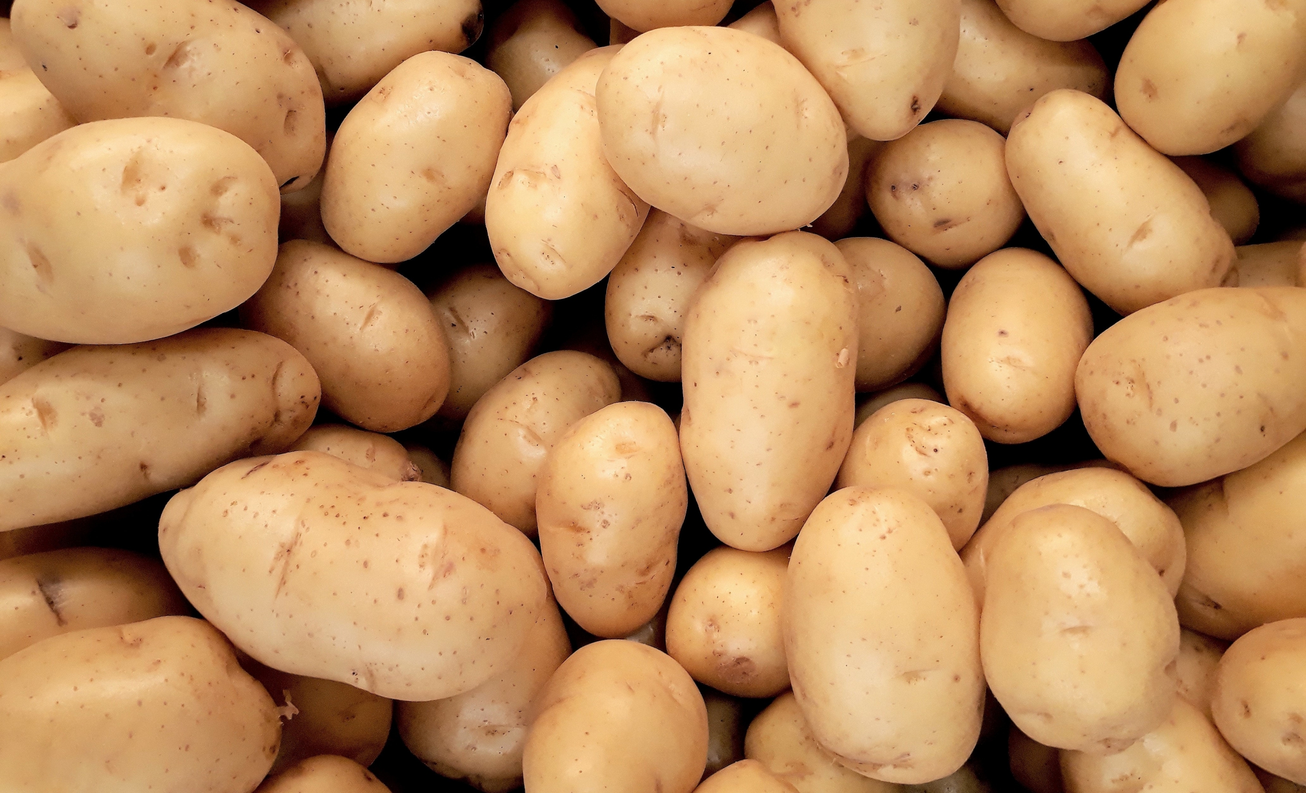 Картофель подобрать прилагательное. Картофель сорт Айдахо. Инноватор сорт картофеля. Как выбрать картофель. Как выбирать картошку.